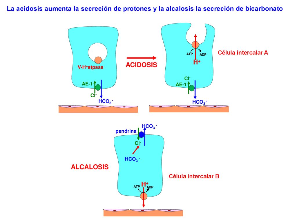 La acidosis aumenta la secreción de protones y la alcalosis la secreción de bicarbonato