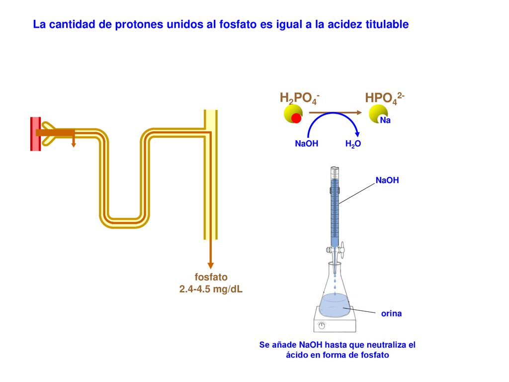 Se añade NaOH hasta que neutraliza el ácido en forma de fosfato