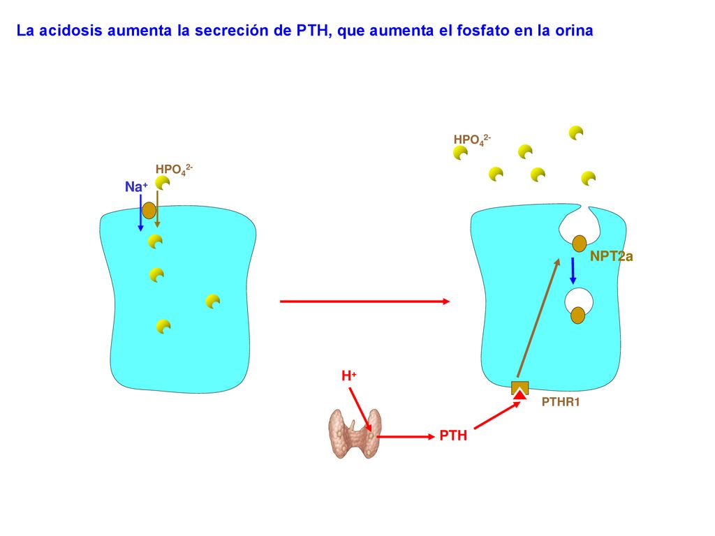 La acidosis aumenta la secreción de PTH, que aumenta el fosfato en la orina