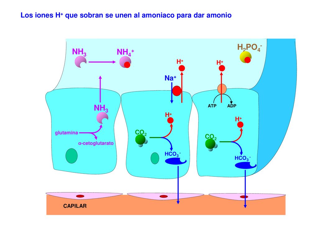 Los iones H+ que sobran se unen al amoniaco para dar amonio