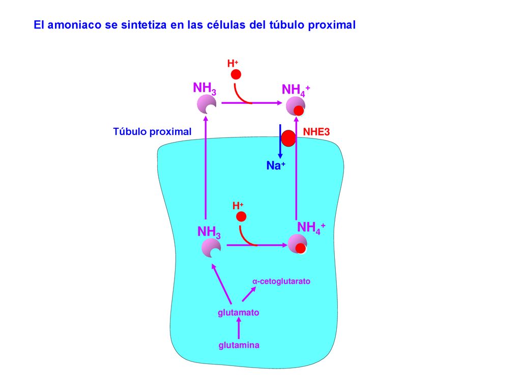 El amoniaco se sintetiza en las células del túbulo proximal