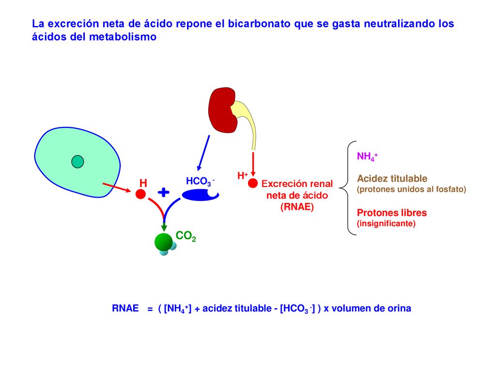La excreción neta de ácido repone el bicarbonato que se gasta neutralizando los ácidos del metabolismo