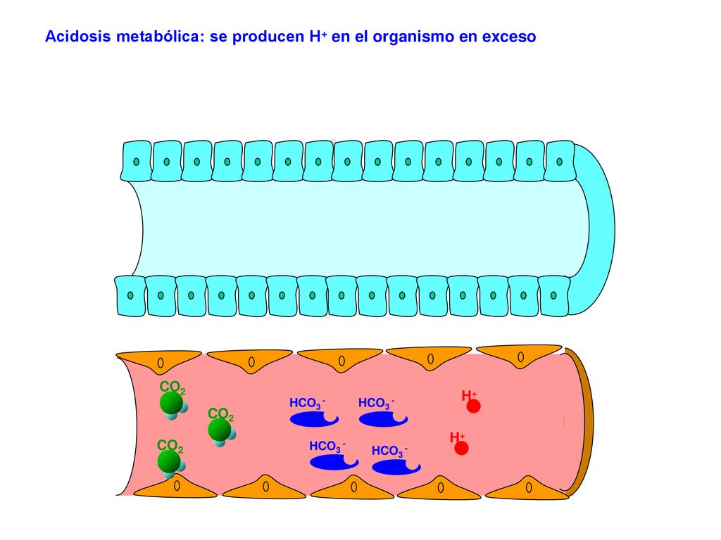 Acidosis metabólica: se producen H+ en el organismo en exceso