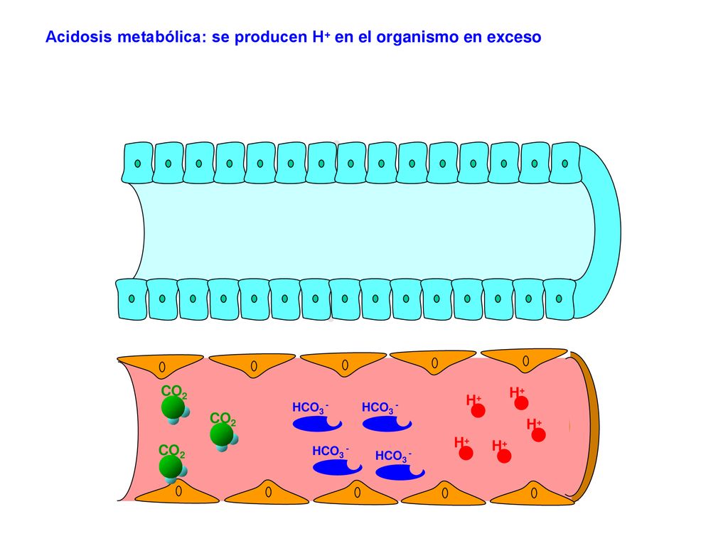 Acidosis metabólica: se producen H+ en el organismo en exceso