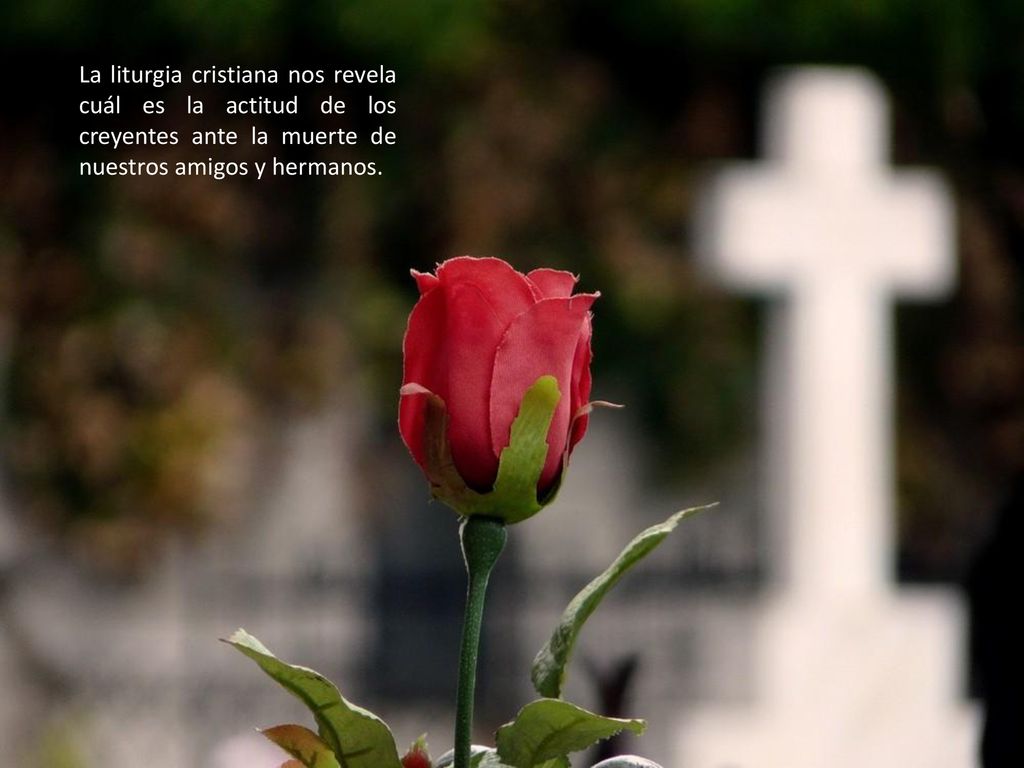 La liturgia cristiana nos revela cuál es la actitud de los creyentes ante la muerte de nuestros amigos y hermanos.