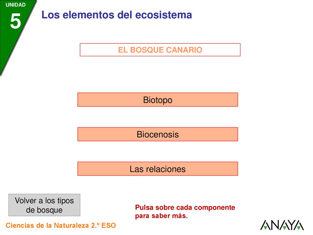 Volver a los tipos de bosque