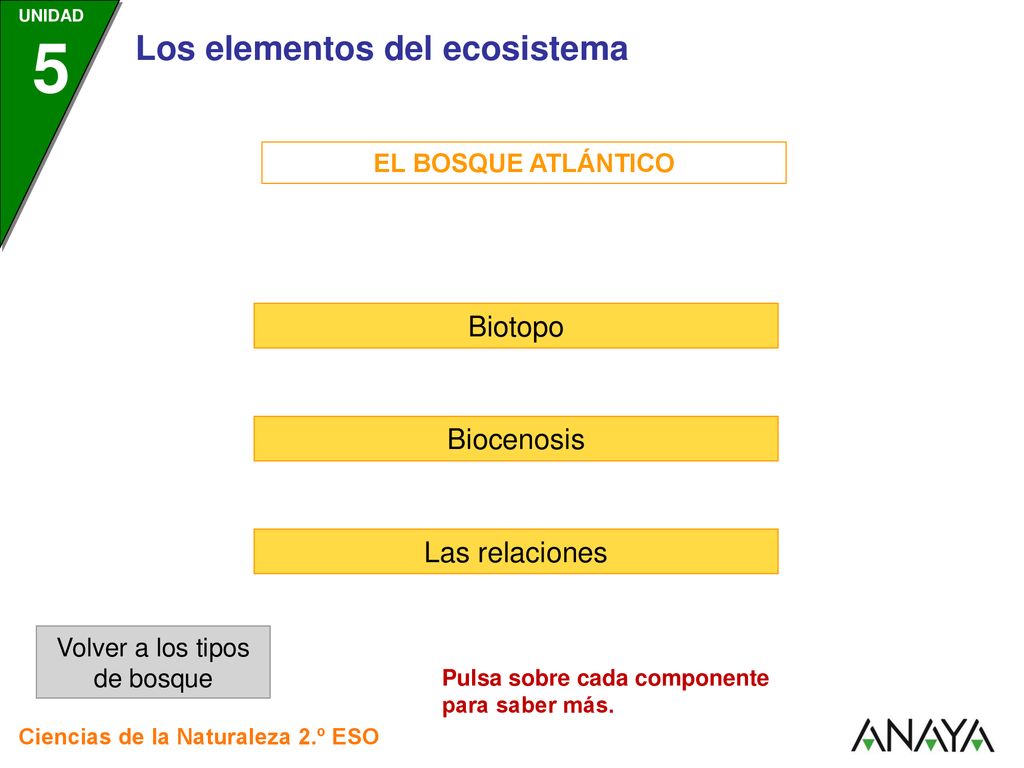 Volver a los tipos de bosque