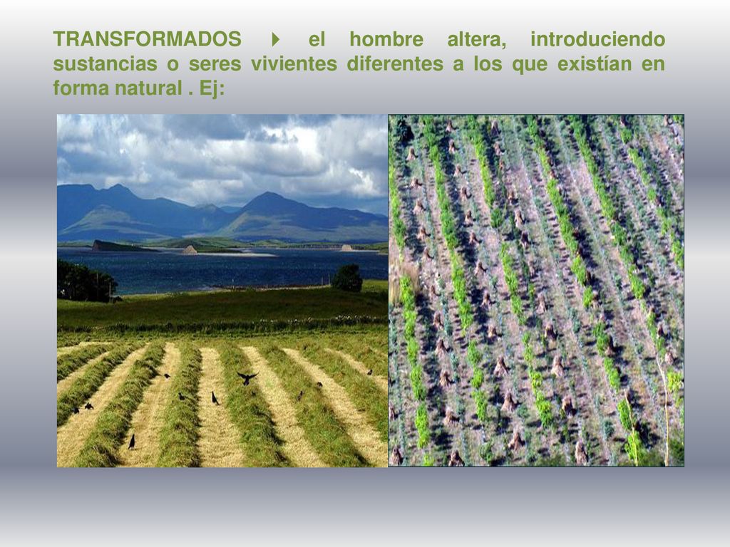 TRANSFORMADOS  el hombre altera, introduciendo sustancias o seres vivientes diferentes a los que existían en forma natural .