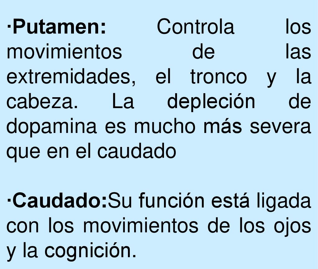 ∙Putamen: Controla los movimientos de las extremidades, el tronco y la cabeza. La depleción de dopamina es mucho más severa que en el caudado