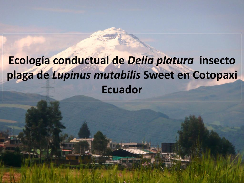 Ecología conductual de Delia platura insecto plaga de Lupinus mutabilis Sweet en Cotopaxi Ecuador