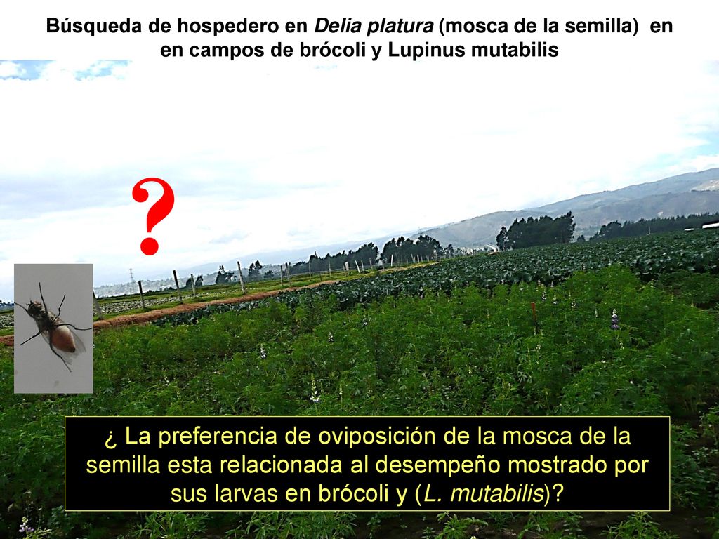 Búsqueda de hospedero en Delia platura (mosca de la semilla) en en campos de brócoli y Lupinus mutabilis