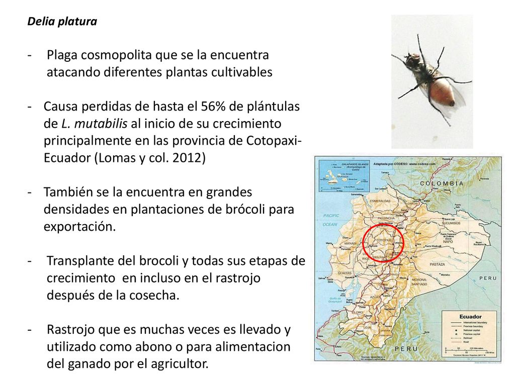 Delia platura Plaga cosmopolita que se la encuentra atacando diferentes plantas cultivables.