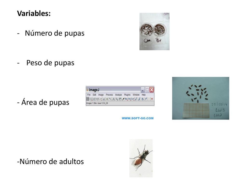 Variables: Número de pupas Peso de pupas - Área de pupas -Número de adultos