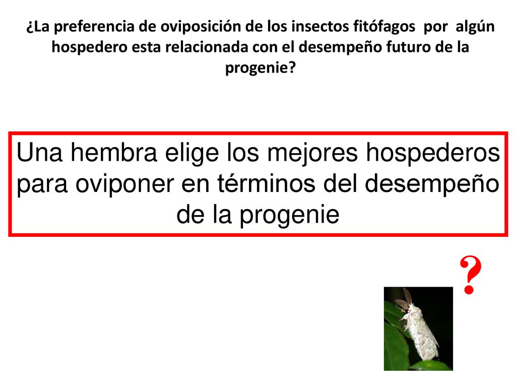 ¿La preferencia de oviposición de los insectos fitófagos por algún hospedero esta relacionada con el desempeño futuro de la progenie