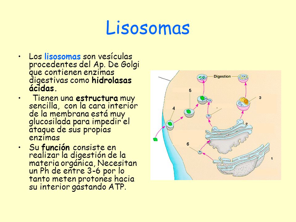 Lisosomas Los lisosomas son vesículas procedentes del Ap. De Golgi que contienen enzimas digestivas como hidrolasas ácidas.
