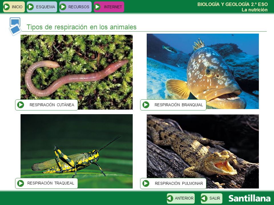 Tipos de respiración en los animales