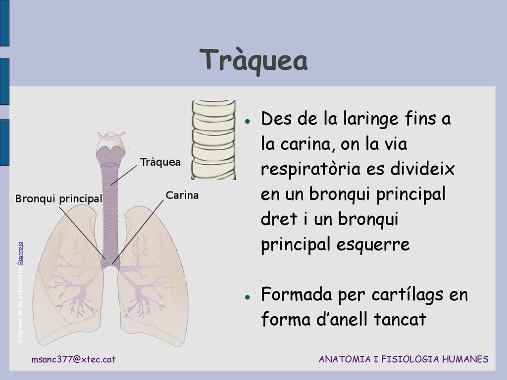 Tràquea Des de la laringe fins a la carina, on la via respiratòria es divideix en un bronqui principal dret i un bronqui principal esquerre.