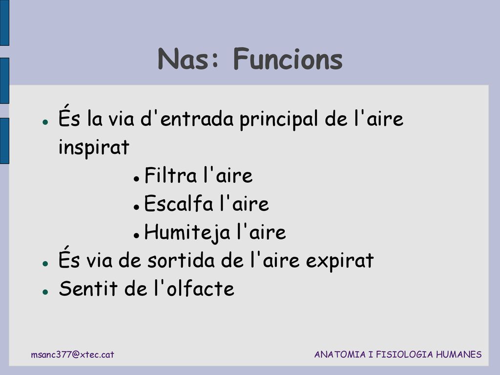 Nas: Funcions És la via d entrada principal de l aire inspirat