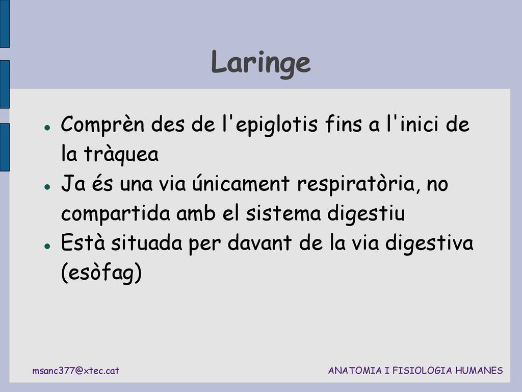 Laringe Comprèn des de l epiglotis fins a l inici de la tràquea