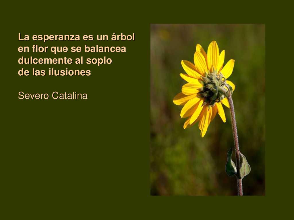 La esperanza es un árbol en flor que se balancea dulcemente al soplo de las ilusiones Severo Catalina