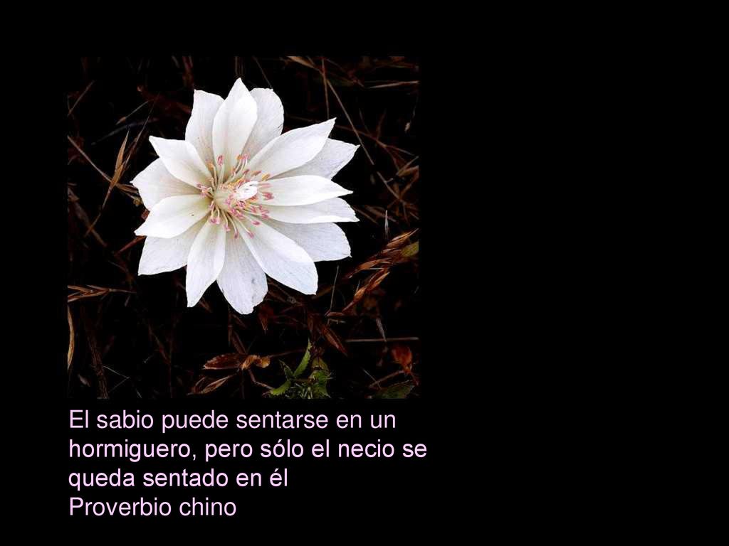 El sabio puede sentarse en un hormiguero, pero sólo el necio se queda sentado en él Proverbio chino