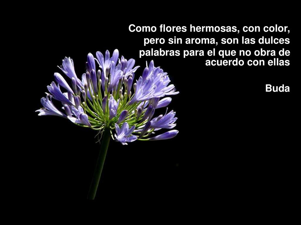 Como flores hermosas, con color, pero sin aroma, son las dulces palabras para el que no obra de acuerdo con ellas Buda