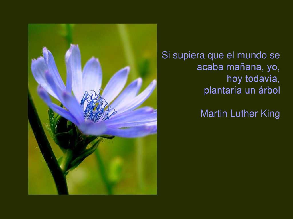 Si supiera que el mundo se acaba mañana, yo, hoy todavía, plantaría un árbol Martin Luther King