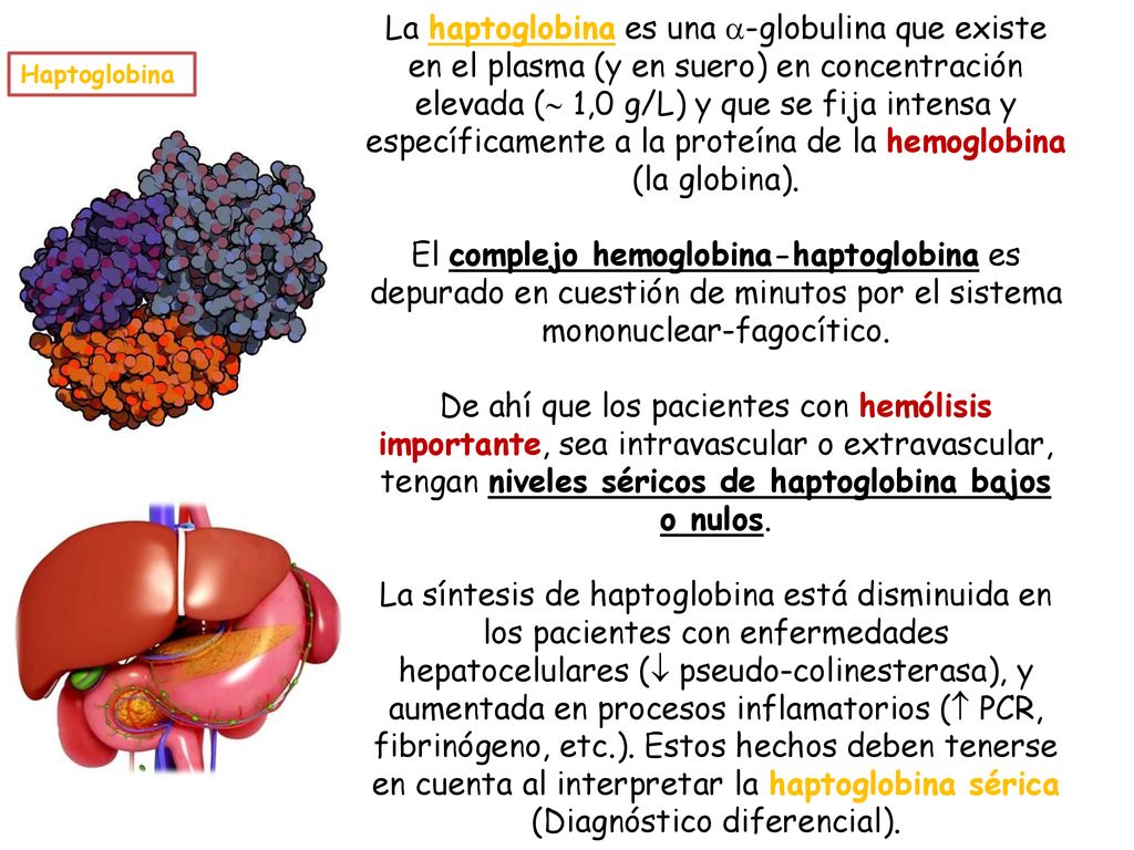 La haptoglobina es una -globulina que existe en el plasma (y en suero) en concentración elevada ( 1,0 g/L) y que se fija intensa y específicamente a la proteína de la hemoglobina (la globina). El complejo hemoglobina-haptoglobina es depurado en cuestión de minutos por el sistema mononuclear-fagocítico. De ahí que los pacientes con hemólisis importante, sea intravascular o extravascular, tengan niveles séricos de haptoglobina bajos o nulos. La síntesis de haptoglobina está disminuida en los pacientes con enfermedades hepatocelulares ( pseudo-colinesterasa), y aumentada en procesos inflamatorios ( PCR, fibrinógeno, etc.). Estos hechos deben tenerse en cuenta al interpretar la haptoglobina sérica (Diagnóstico diferencial).
