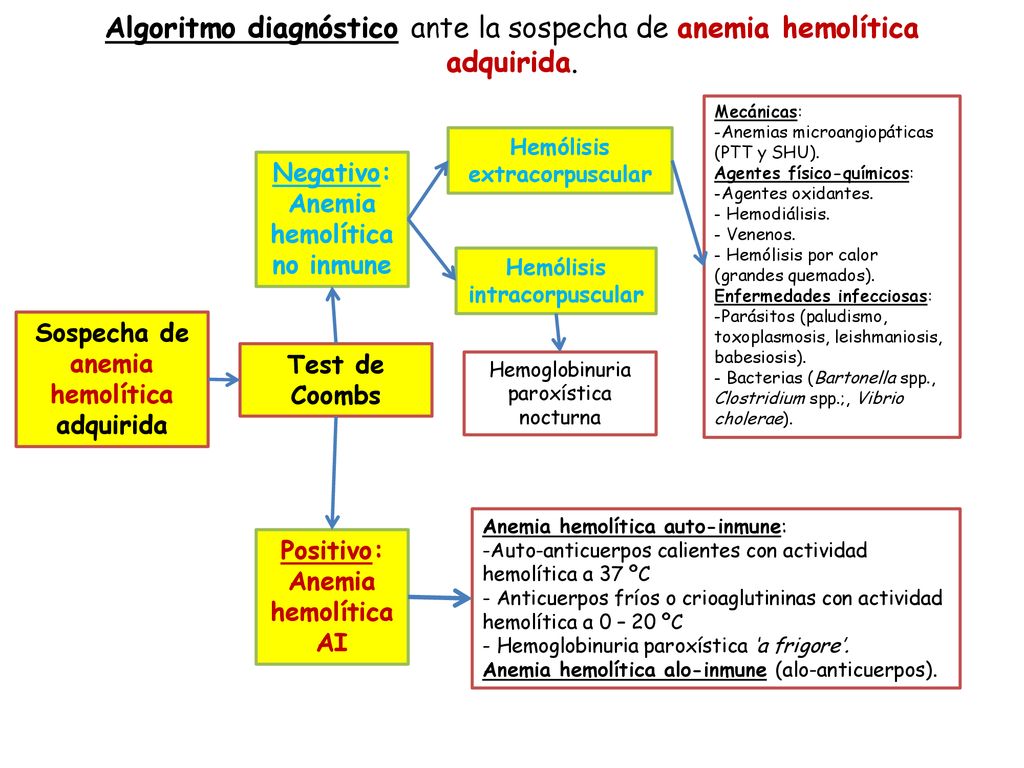 Algoritmo diagnóstico ante la sospecha de anemia hemolítica adquirida.