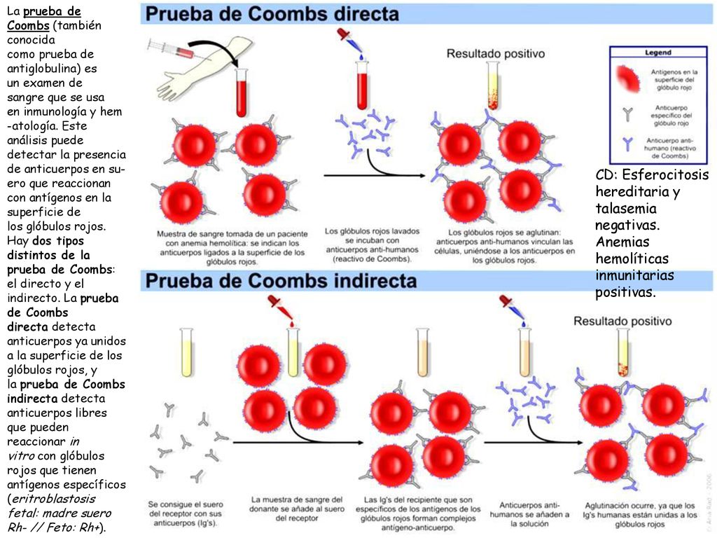 La prueba de Coombs (también conocida como prueba de antiglobulina) es un examen de sangre que se usa en inmunología y hem-atología. Este análisis puede detectar la presencia de anticuerpos en su-ero que reaccionan con antígenos en la superficie de los glóbulos rojos. Hay dos tipos distintos de la prueba de Coombs: el directo y el indirecto. La prueba de Coombs directa detecta anticuerpos ya unidos a la superficie de los glóbulos rojos, y la prueba de Coombs indirecta detecta anticuerpos libres que pueden reaccionar in vitro con glóbulos rojos que tienen antígenos específicos (eritroblastosis fetal: madre suero Rh- // Feto: Rh+).