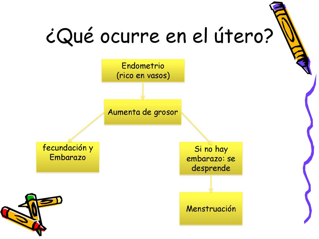¿Qué ocurre en el útero Endometrio (rico en vasos) Aumenta de grosor