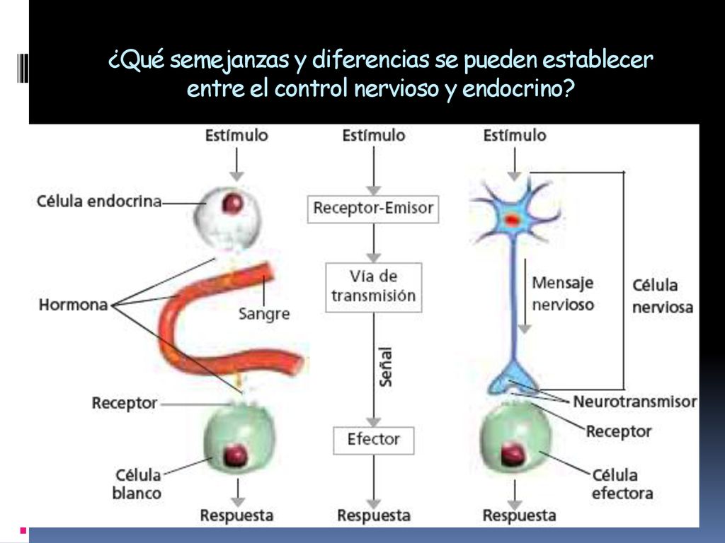 ¿Qué semejanzas y diferencias se pueden establecer entre el control nervioso y endocrino