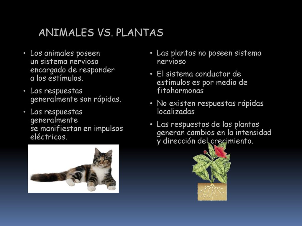 ANIMALES VS. PLANTAS Los animales poseen un sistema nervioso encargado de responder a los estímulos.