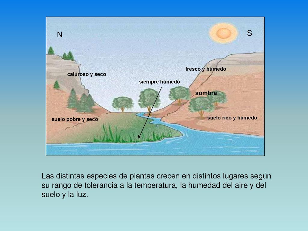 Las distintas especies de plantas crecen en distintos lugares según