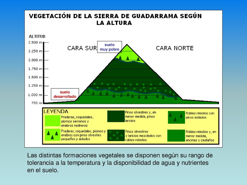 Las distintas formaciones vegetales se disponen según su rango de
