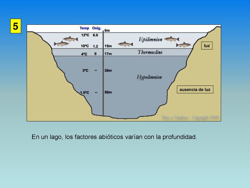 5 En un lago, los factores abióticos varían con la profundidad. luz