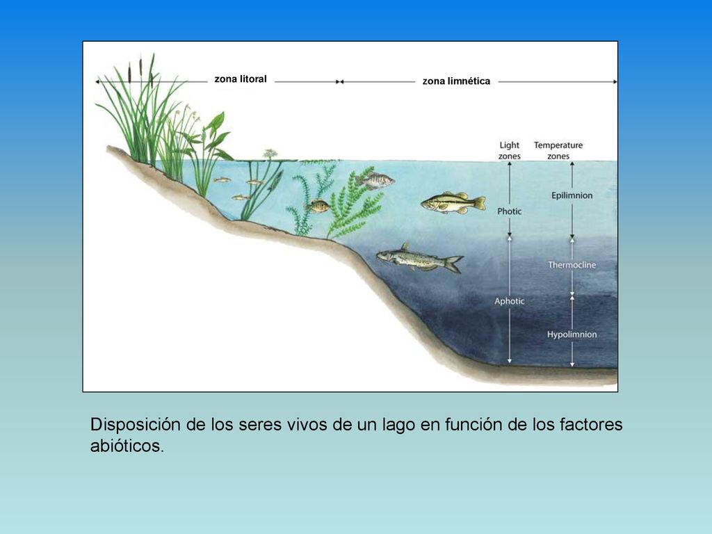 Disposición de los seres vivos de un lago en función de los factores
