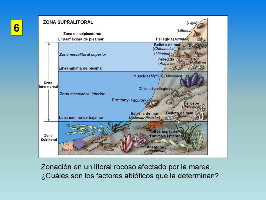 6 Zonación en un litoral rocoso afectado por la marea.