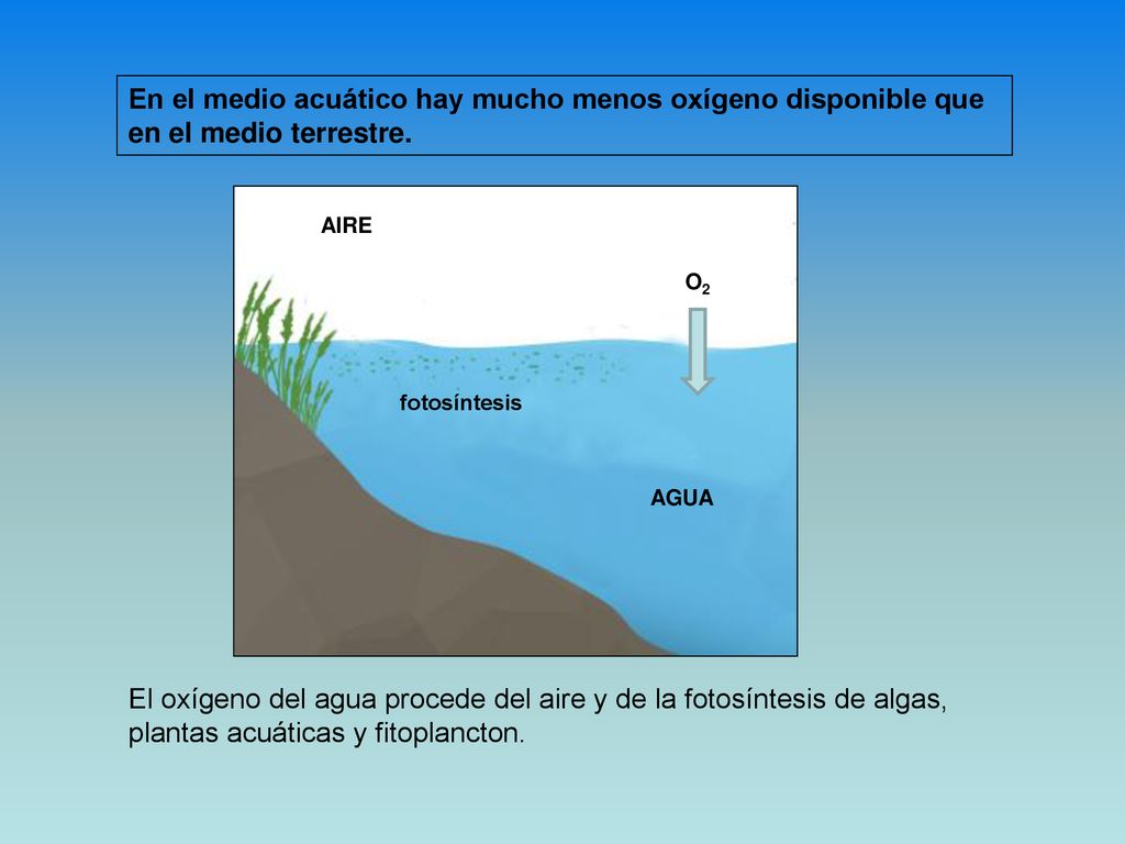 En el medio acuático hay mucho menos oxígeno disponible que