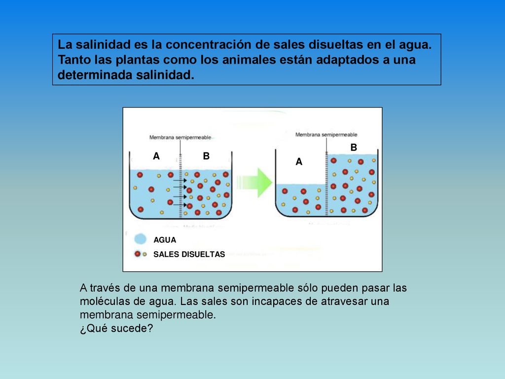La salinidad es la concentración de sales disueltas en el agua.