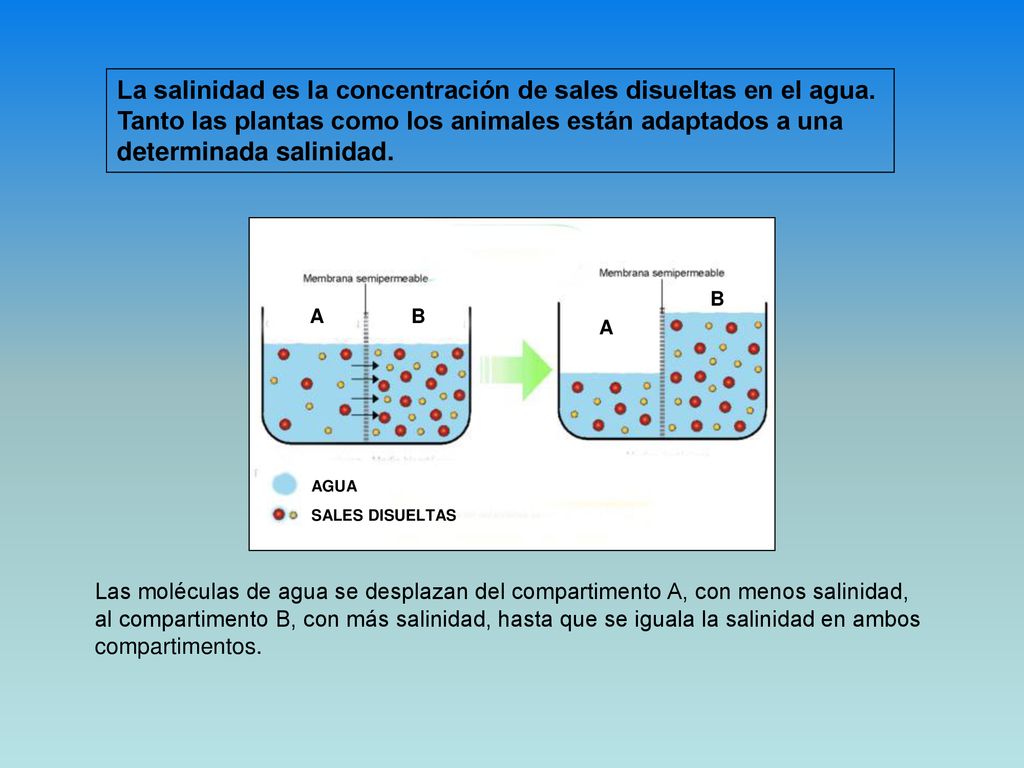 La salinidad es la concentración de sales disueltas en el agua.