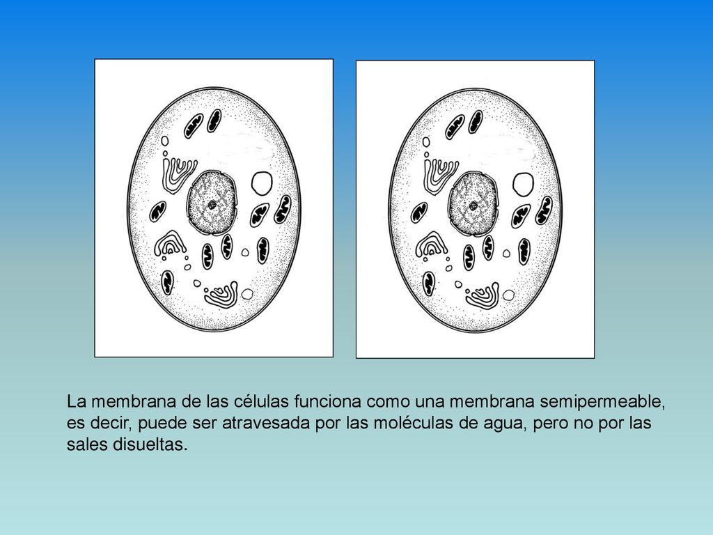 La membrana de las células funciona como una membrana semipermeable,