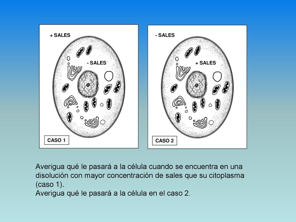 Averigua qué le pasará a la célula cuando se encuentra en una