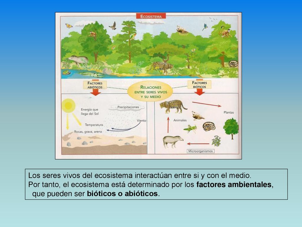 Los seres vivos del ecosistema interactúan entre si y con el medio.