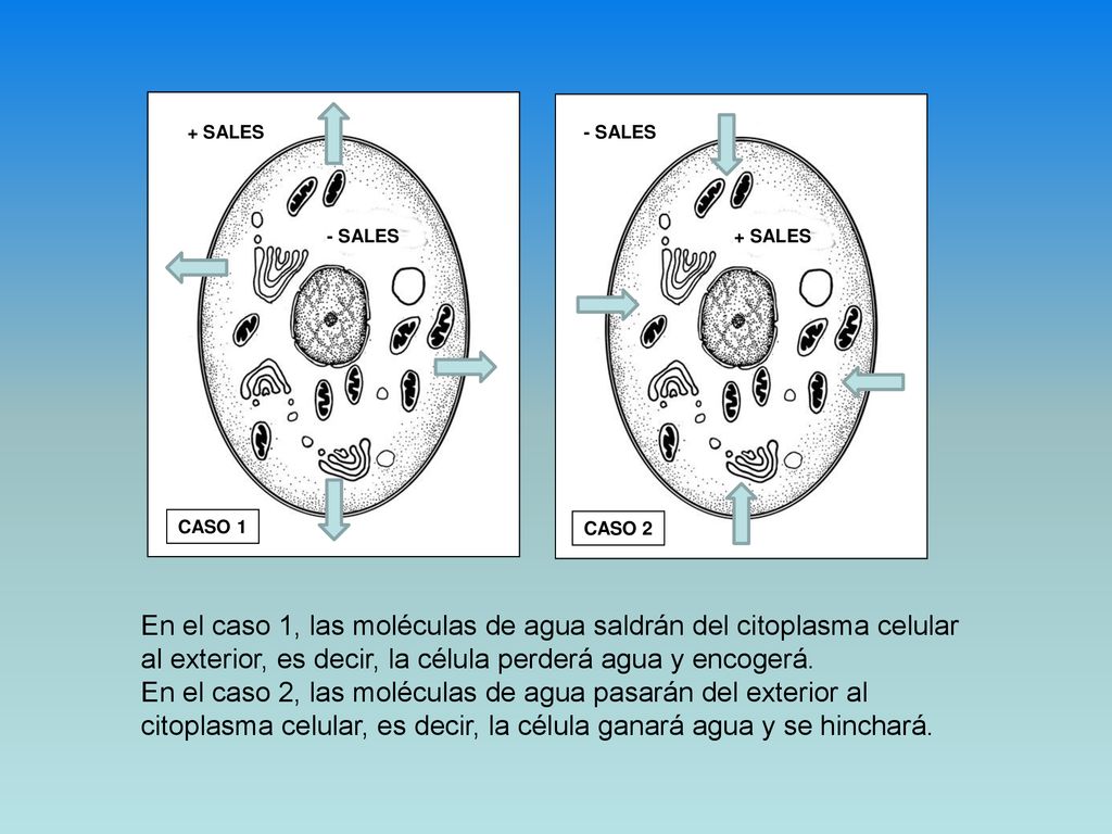 En el caso 1, las moléculas de agua saldrán del citoplasma celular