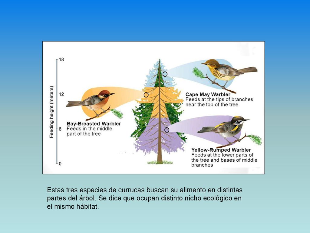 Estas tres especies de currucas buscan su alimento en distintas