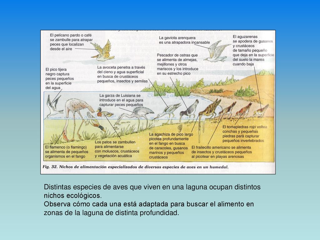 Distintas especies de aves que viven en una laguna ocupan distintos