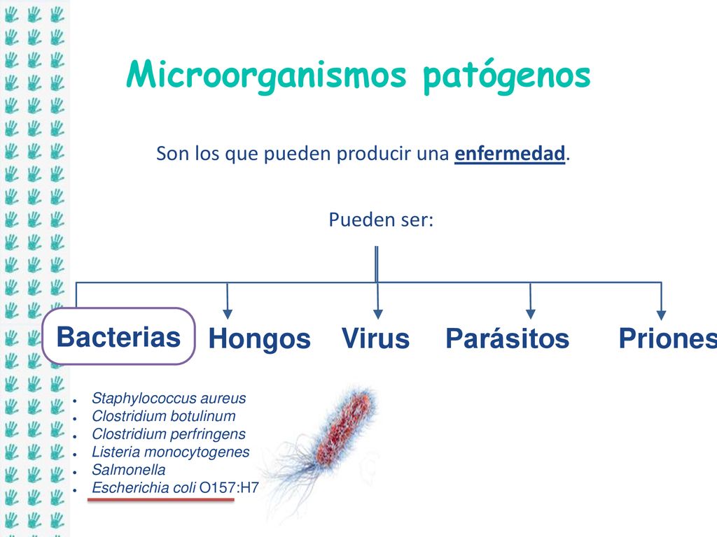 Microorganismos patógenos Son los que pueden producir una enfermedad.