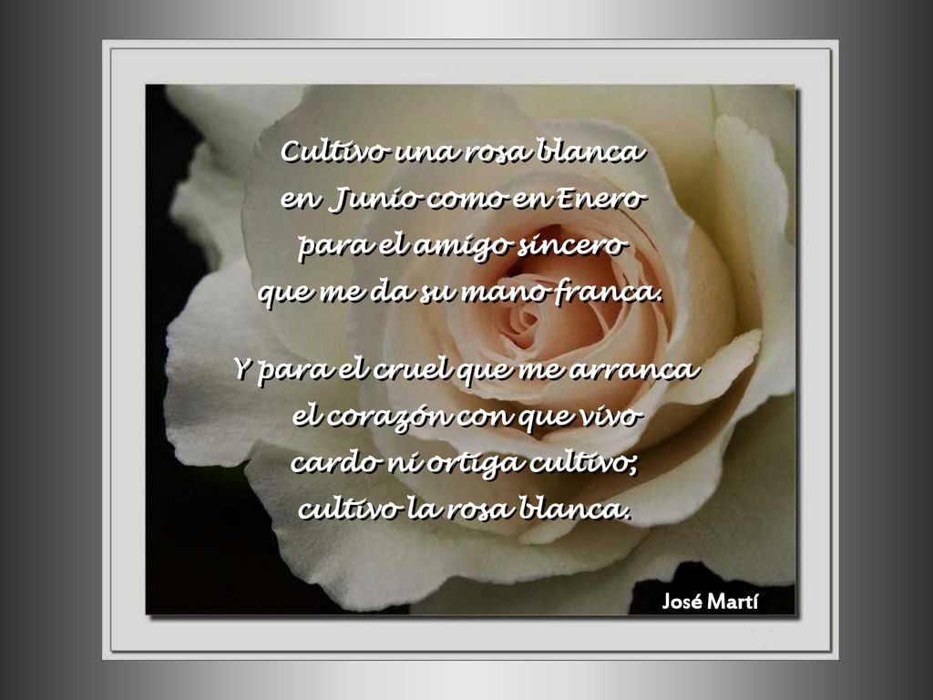 Cultivo una rosa blanca en Junio como en Enero para el amigo sincero