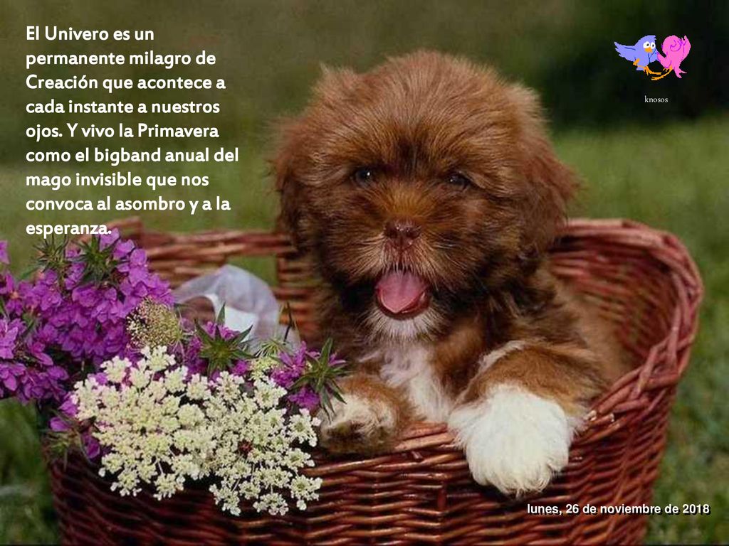 El Univero es un permanente milagro de Creación que acontece a cada instante a nuestros ojos. Y vivo la Primavera como el bigband anual del mago invisible que nos convoca al asombro y a la esperanza.